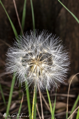 Western Salsify April 2025